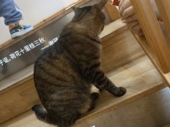 -猫的天空之城概念书店(杭州南宋御街店)