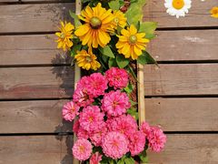 -梧桐山风景名胜区