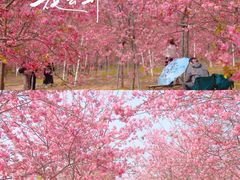 -天适樱花悠乐园