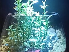 -王府茶楼茶宴·创意菜(朝阳公园店)