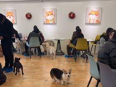 -Let's go狗咖·猫咖·奶狗·桌游(春熙路IFS店)
