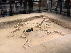 -洛阳周王城天子驾六博物馆