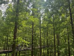 -黄海国家森林公园