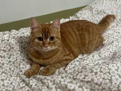 -瑞派福兴宠物医院犬猫全科·骨科·中西医结合(河东店)