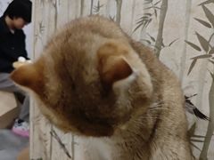-楼上猫咖(罗湖店)