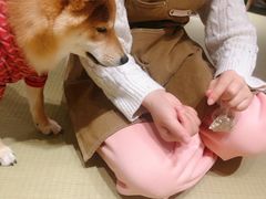 -逗柴咖啡屋·狗咖猫咖宠物桌游