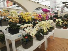 -荷兰花海