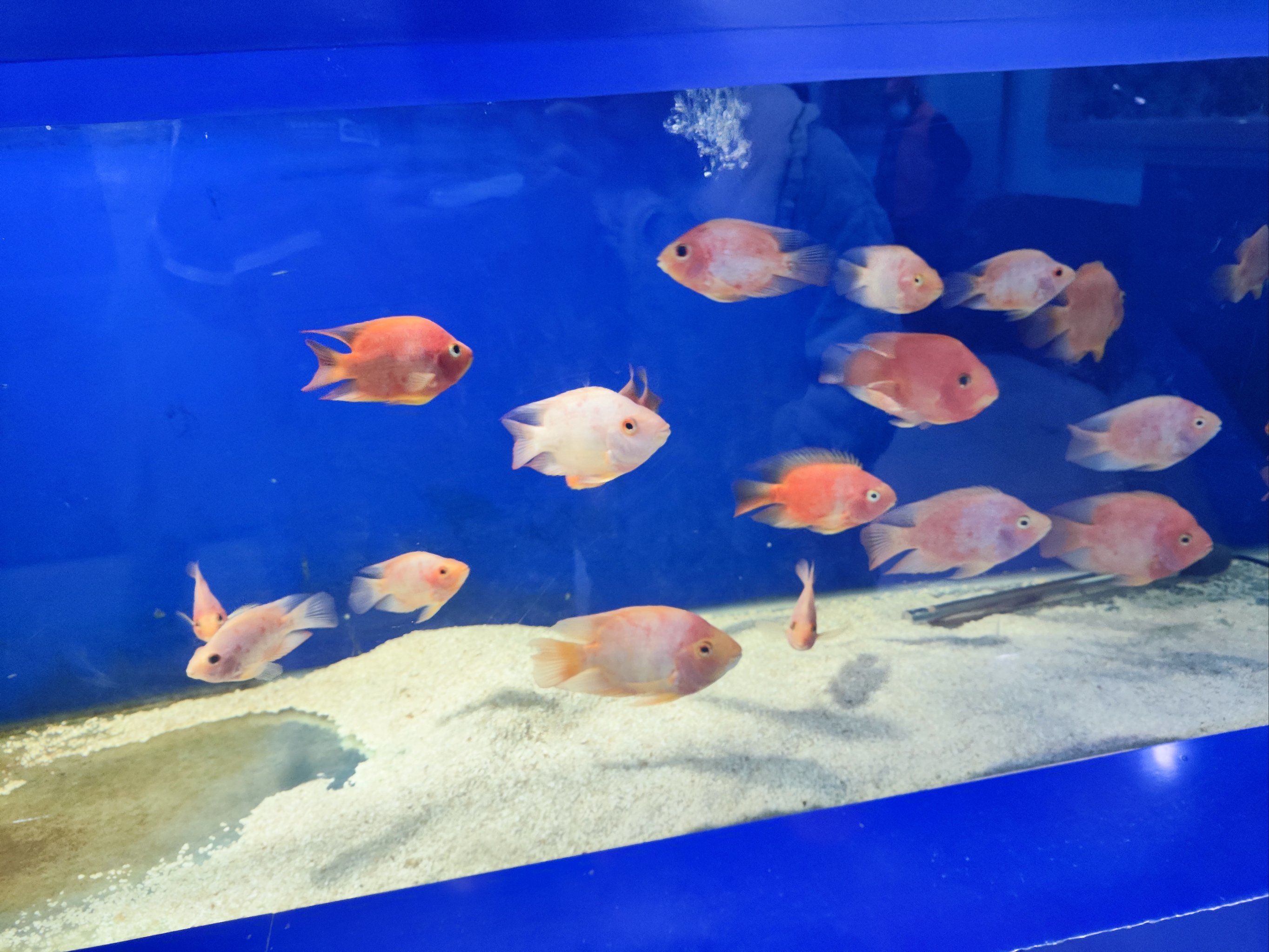 郑州海洋馆里的小鱼,十分漂亮!