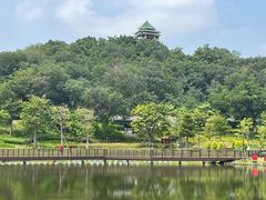 -王借岗森林公园