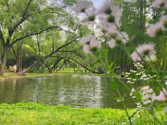 -上海共青森林公园