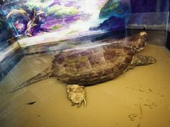 -上海大自然野生昆虫馆(东方明珠·爬宠昆虫探索中心)