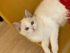 -有喵·猫咖·狗咖·30几只猫10只小狗(岗厦店)