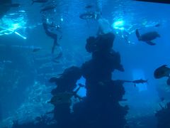 -海棠湾洲际-涛·海底餐厅·美人鱼·自助餐·海底隧道