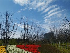 -大宁郁金香公园-停车场