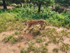 -大连森林动物园