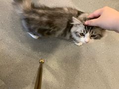 -飞行喵MR PILOT|猫舍·猫咖(静安大融城店)