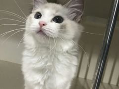 -东方名猫馆·英短金渐层布偶猫舍(环线广场1号楼店)