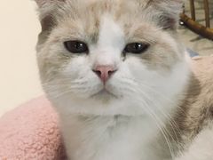 -藏猫猫咖啡主题馆(中央大道店)