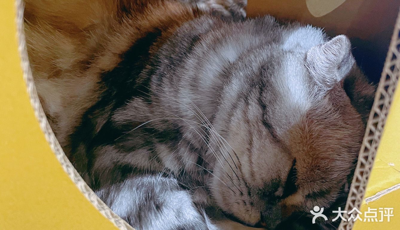 广州撸猫圣地好去处🐈 MOYOMA 摸幺喵来啦‼️