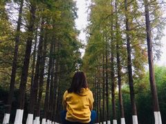 -黄海国家森林公园