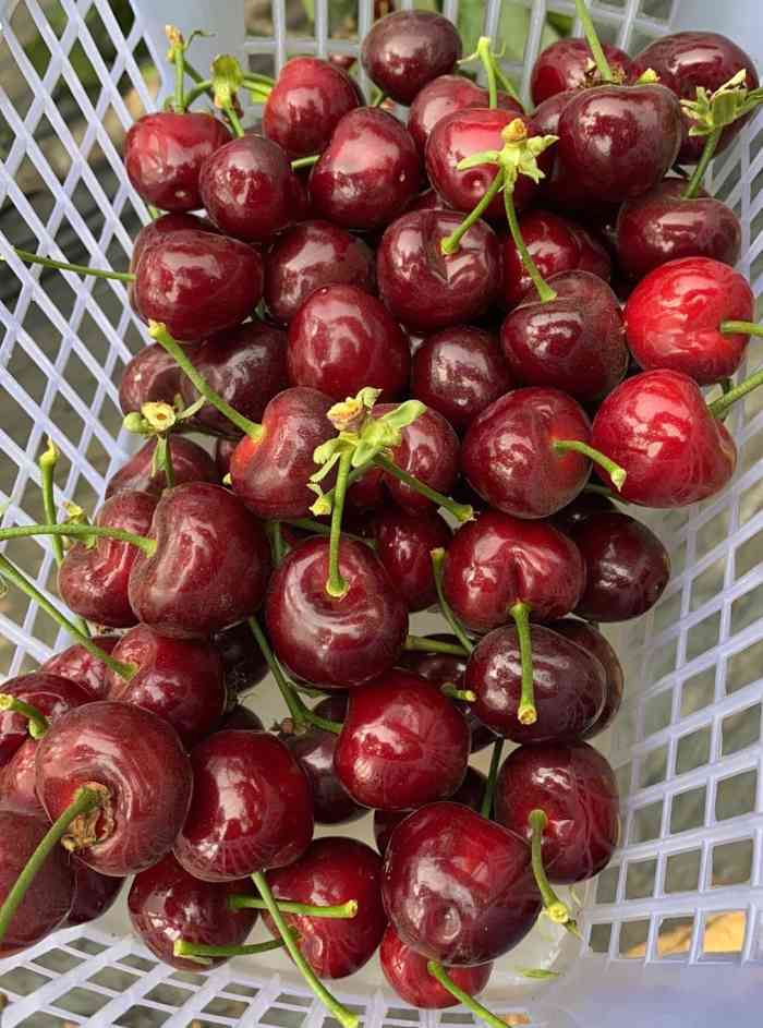 沈阳嘉丰樱桃采摘园-"嘉丰樱桃园每年开园我们都会去,今年还带了.