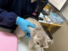 -爱妮康宠物医院·干细胞免疫细胞·肿瘤·心脏(张江店)