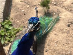 -西霞口神雕山野生动物世界