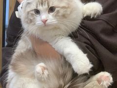 -柴迷FANS CLUB·柴犬狗咖·猫咖