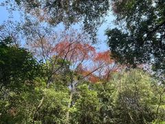 -广州市石门国家森林公园