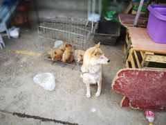 -中环花鸟鱼虫市场