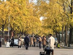 -三里屯东五街银杏大道