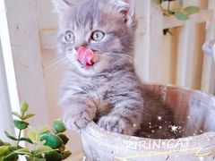 -十年猫舍·猫咪专门店(普陀店)