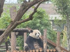 -武汉动物园