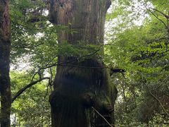 -天目山大树王景区