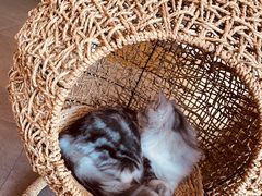 -飞行喵MR PILOT|猫舍·猫咖(静安大融城店)