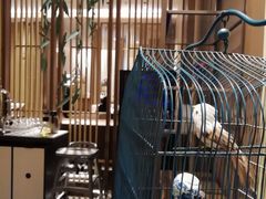 大堂-莲·中餐厅(成都首座万豪酒店)