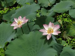 -荔湾湖公园