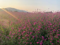 -径山花海