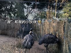 -红山森林动物园