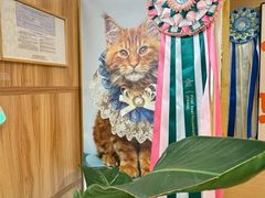 -猫十亿·布偶金渐层·曼基康矮脚猫舍(青年路店)