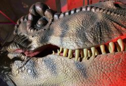 -恐龙探索乐园(磁器口店)