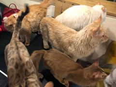 -猫小院猫主题咖啡厅(北锣店)