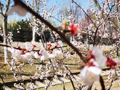 -永定河休闲森林公园