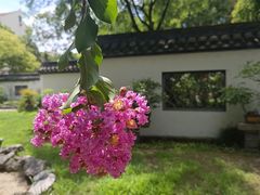 -上海醉白池公园