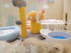 -momokira米努特·德文卷毛猫·棉花面纱犬