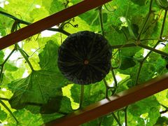 -中国天府农业博览园