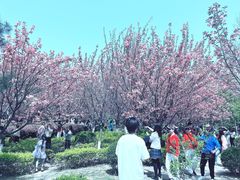 -西安青龙寺遗址景区