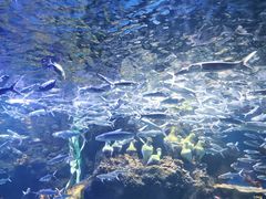 -华夏文旅海洋公园