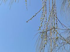 -杭州西湖柳莺里酒店