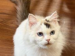 -楼上猫咖(罗湖店)
